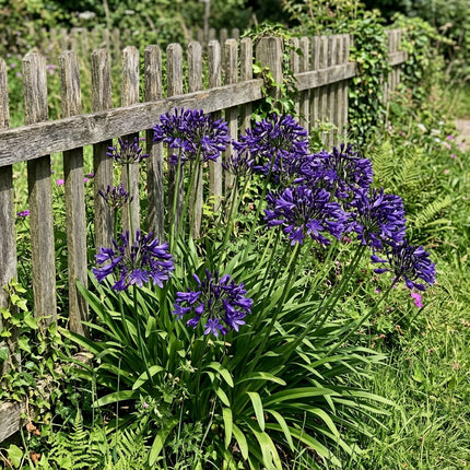 Magnificent 50 African Lily Flower Seeds, Deep Purple - Fast Growing, Nature Inspired Landscape, Long Lasting Patio Blooms