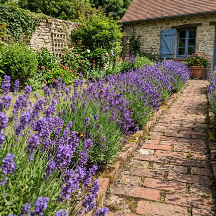 Radiant 1200 Lavender Flower Seeds, French Purple - Fast Growing, Nature Inspired Landscape, Stunning Yard Decor