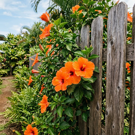 100 Count Tropical Orange Hibiscus Seeds - Premium Heirloom Seeds, Outdoor Patio Decor, Drought Tolerant