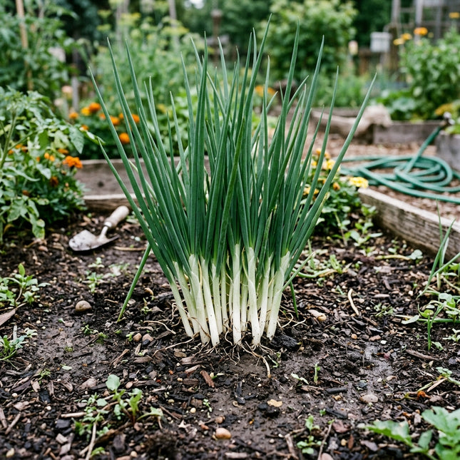 1000 White Lisbon Bunching Onion Seeds for Planting - Premium Variety for Home Gardening