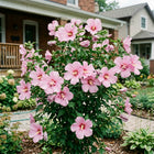 Pink Hibiscus Seeds - 50 Seeds