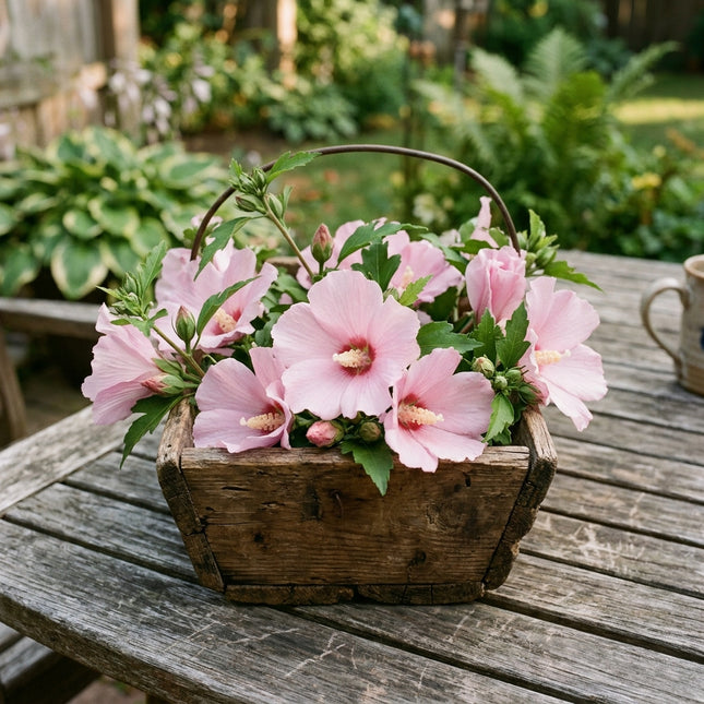 50 Pink Hibiscus Seeds for Planting - Heirloom Pink Hibiscus Flower Seeds for Home Garden