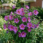 Purple Hibiscus Seeds - 50 Seeds