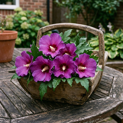 50 Purple Hibiscus Seeds for Planting - Heirloom Purple Hibiscus Flower Seeds for Home Garden
