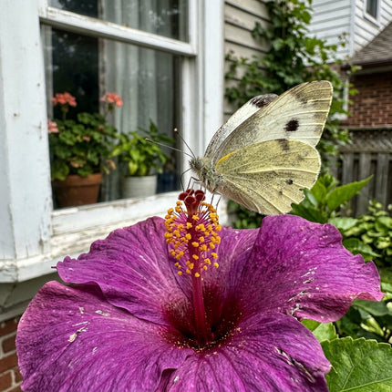 50 Purple Hibiscus Seeds for Planting - Heirloom Purple Hibiscus Flower Seeds for Home Garden