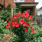 Red Hibiscus Seeds - 50 Seeds