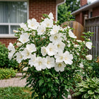 White Hibiscus Seeds - 50 Seeds