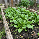 Tender Smooth-Leaf Baby Spinach Seeds - 1,100 Seeds