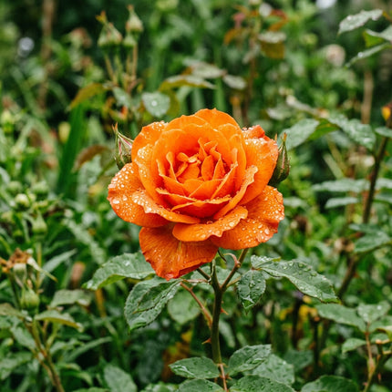 50 Premium Orange Rose Seeds - Beautiful Garden Flowers for Planting