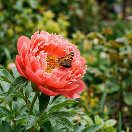 50 Coral Peony Seeds for Planting - Premium Heirloom Coral Peony Seeds for Elegant Home Garden Blooms