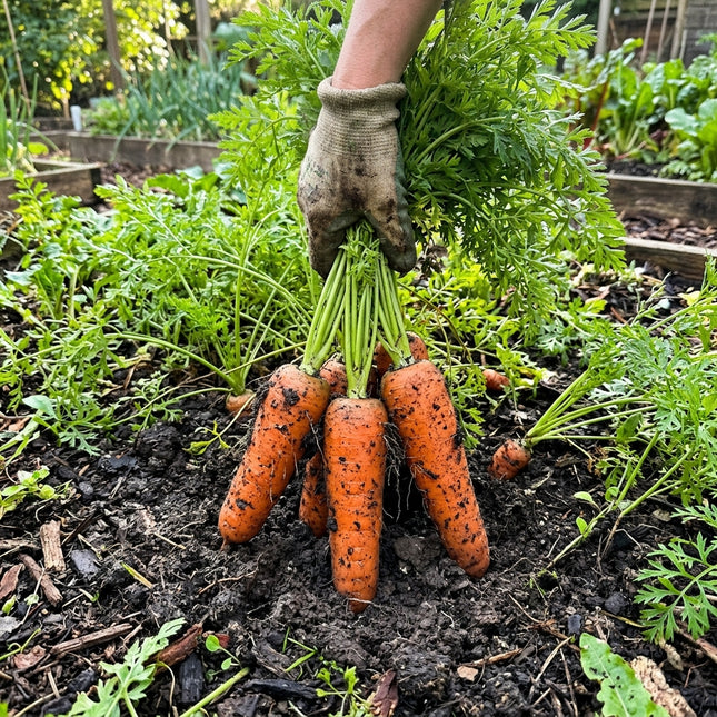 Danvers Carrot Seeds - 300 Seeds