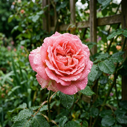 50 Premium Climbing Pink Rose Seeds - Beautiful Garden Flowers for Planting