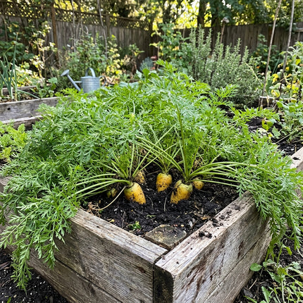 300 Solar Yellow Carrot Seeds - Glowing Yellow Heirloom Vegetable Seeds