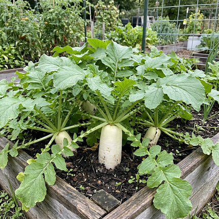 400 Minowase Daikon Radish Seeds - Giant Japanese White Vegetable Seeds