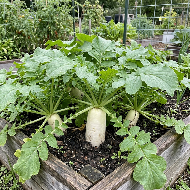 Minowase Daikon Radish Seeds - 400 Seeds