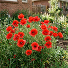 Flanders Red Corn Poppy Seeds - 200 Seeds