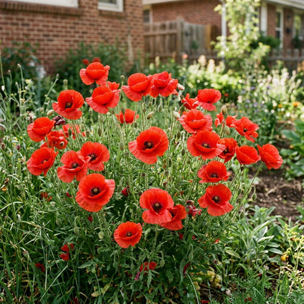 200 Flanders Red Corn Poppy Seeds for Planting - Heirloom Seed Blend for Home Garden