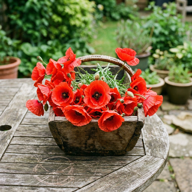 200 Flanders Red Corn Poppy Seeds for Planting - Heirloom Seed Blend for Home Garden