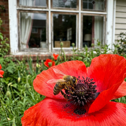 200 Flanders Red Corn Poppy Seeds for Planting - Heirloom Seed Blend for Home Garden