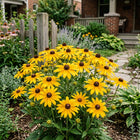 Black-Eyed Susan Rudbeckia Seeds - 100 Seeds