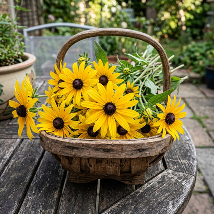 100 Black-Eyed Susan Rudbeckia Seeds for Planting - Heirloom Seed Blend for Home Garden