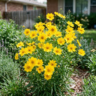 Lanceleaf Coreopsis Tickseed Seeds - 100 Seeds