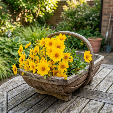 100 Lanceleaf Coreopsis Tickseed Seeds for Planting - Heirloom Seed Blend for Home Garden