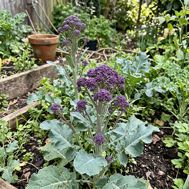 Purple Sprouting Broccoli Seeds - 320 Seeds