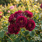 Premium Burgundy Rose Seeds - 50 Seeds