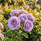 Premium Lavender Rose Seeds - 50 Seeds