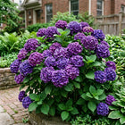 Purple Hydrangea Seeds - 50 Seeds