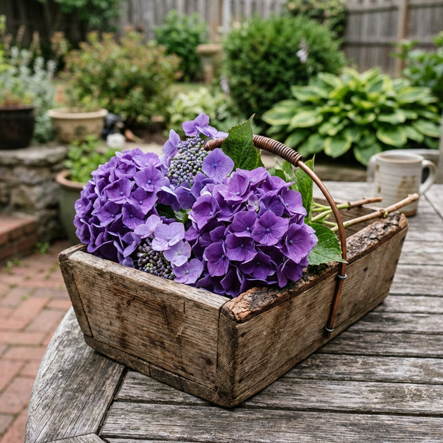 50 Purple Hydrangea Seeds for Planting - Variety for Home Gardening