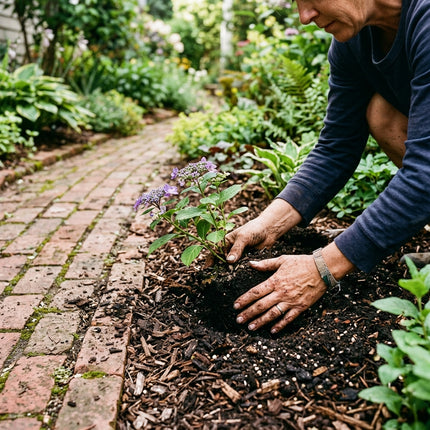 50 Purple Hydrangea Seeds for Planting - Variety for Home Gardening