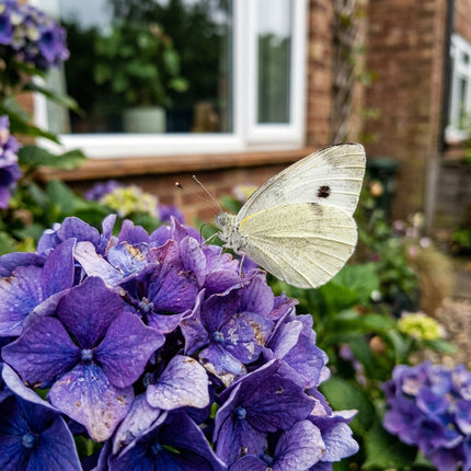50 Purple Hydrangea Seeds for Planting - Variety for Home Gardening