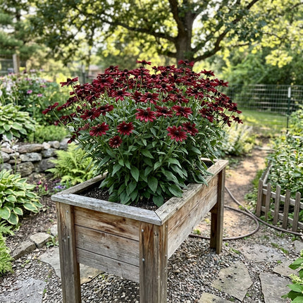 Fresh 300 Burgundy Black Eyed Susan Seeds for Home Gardening - Drought Tolerant, Beginner Friendly Planting, Outdoor Patio Decor