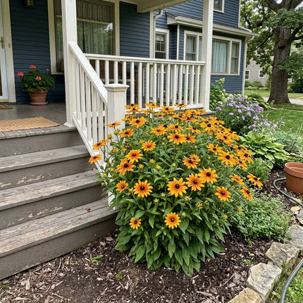 Fresh 300 Amber Black Eyed Susan Seeds for Home Gardening - Cut Flower Arrangements, Stunning Yard Decor, for Home Garden