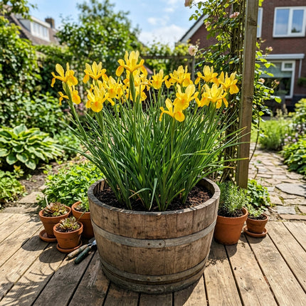 50 Dutch Yellow Iris Seeds Nature Inspired Landscape - Beginner Friendly Planting, Drought Tolerant