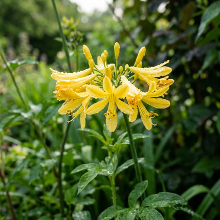 50 Gold African Lily Seeds Outdoor Patio Decor - Long Lasting Patio Blooms, Drought Tolerant