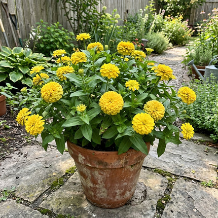 Fresh 100 Double Yellow Zinnia Seeds for Home Gardening - Beautiful Perennial Flowers, Premium Heirloom Seeds, Outdoor Patio Decor