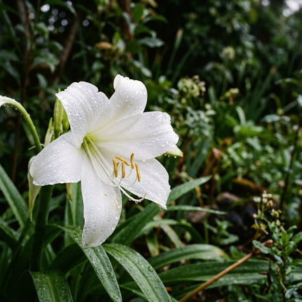 Exquisite 50 African Lily Flower Seeds, White Giant - Beautiful Perennial Flowers, Easy to Grow, Stunning Yard Decor