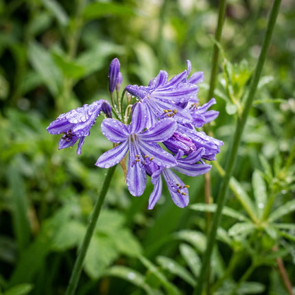 50 Striped Purple African Lily Seeds for Planting - for Garden Borders, Beautiful Perennial Flowers