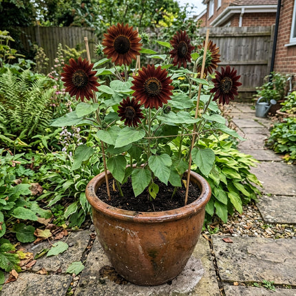 100 Chocolate Sunflower Seeds Nature Inspired Landscape - for Garden Borders, Drought Tolerant