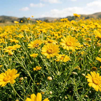 Spectacular 100 Garland Chrysanthemum Flower Seeds, Yellow - Drought Tolerant, Nature Inspired Landscape, Beginner Friendly Planting