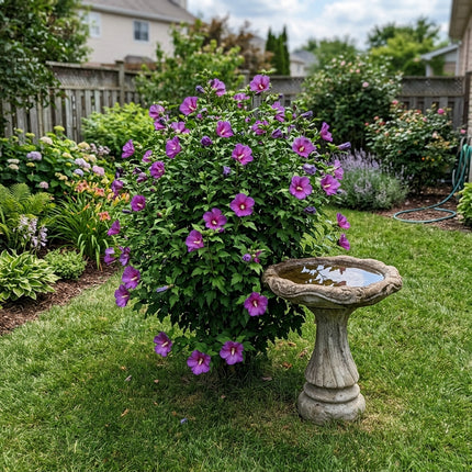 100 Count Purple Hibiscus Seeds - Stunning Yard Decor, for Planting, Drought Tolerant