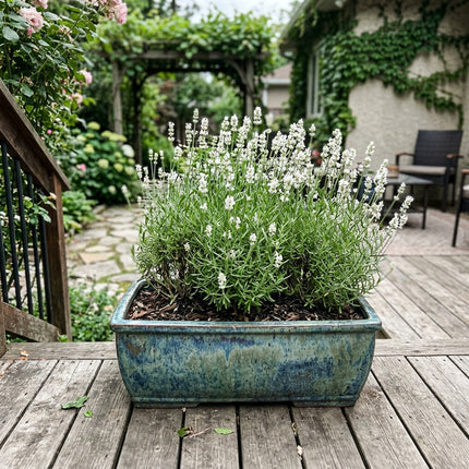 Elegant 1200 Lavender Flower Seeds, White - Cut Flower Arrangements, Outdoor Patio Decor, for Garden Borders