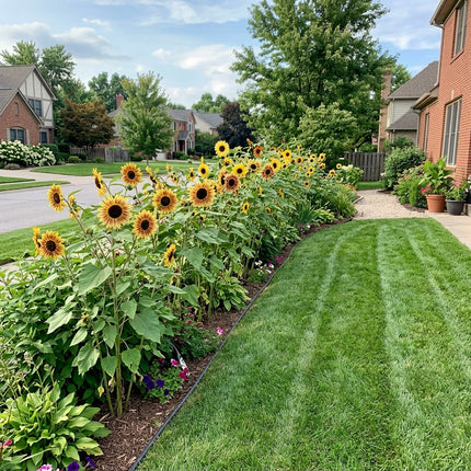 Striking 100 Sunflower Flower Seeds, Striped - Fast Growing, Outdoor Patio Decor, Long Lasting Patio Blooms