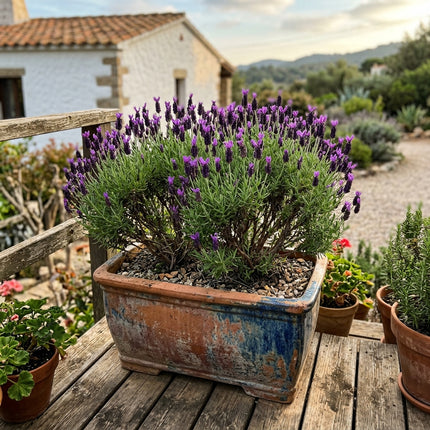 1200 Count Spanish Purple Lavender Seeds - for Garden Borders, Nature Inspired Landscape, Vibrant Floral Display