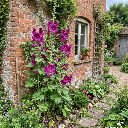 Spectacular 100 Hollyhock Flower Seeds, Purple - Fast Growing, Nature Inspired Landscape, Premium Heirloom Seeds