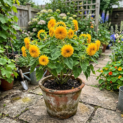 100 Multi Teddy Bear Sunflower Seeds Outdoor Patio Decor - for Garden Borders, Cut Flower Arrangements