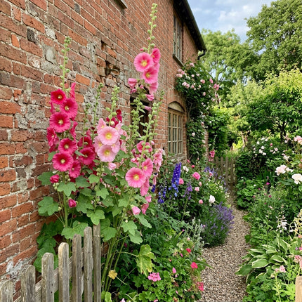 Spectacular 100 Hollyhock Flower Seeds, Pink - Vibrant Floral Display, Nature Inspired Landscape, Beginner Friendly Planting